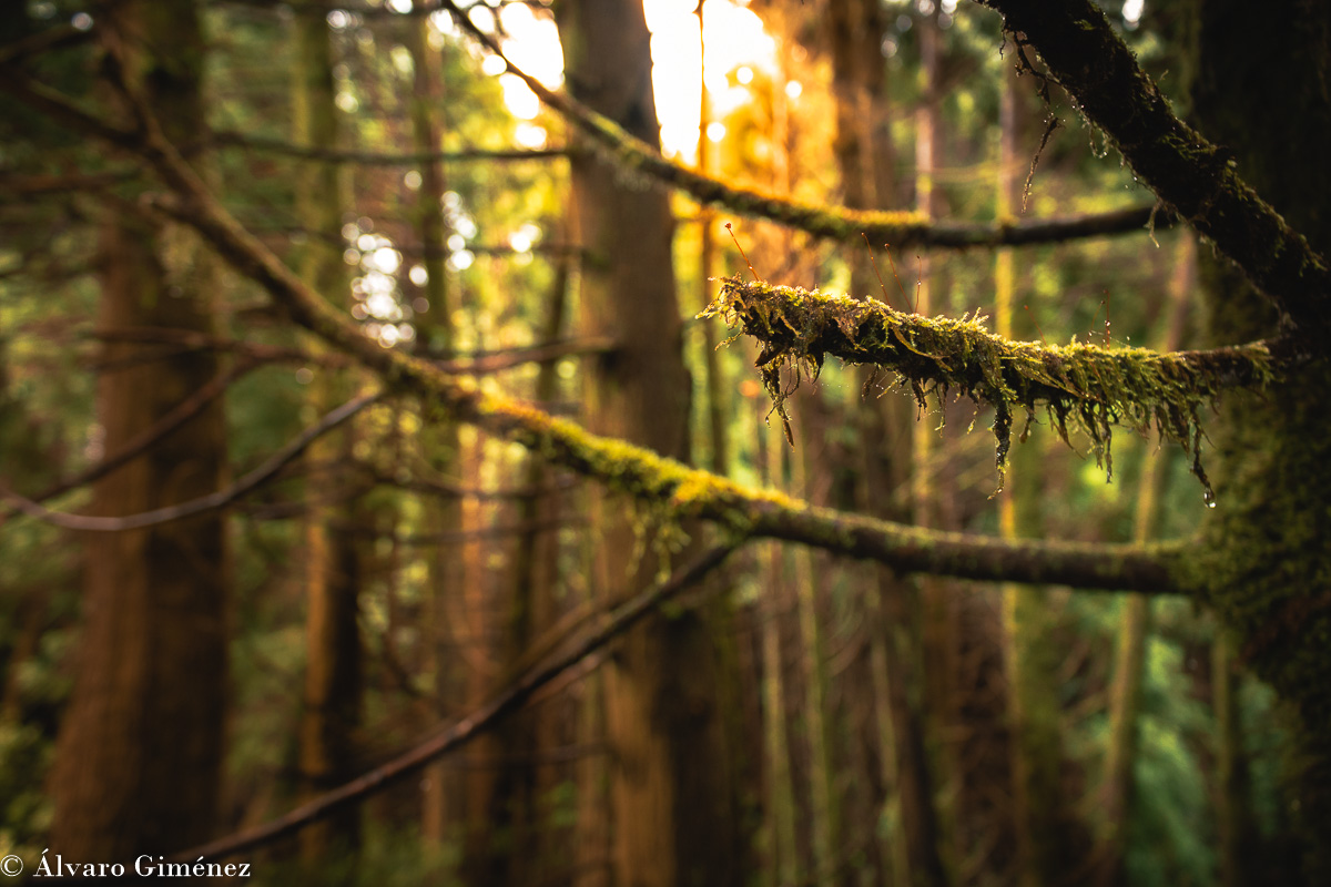 bosques de Sao Miguel Azores